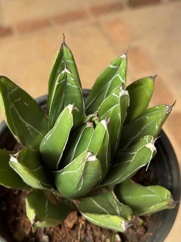 Agave Rainha Victoria (Agave victoria-reginae) - Imagem 5
