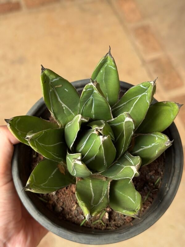 Agave Rainha Victoria (Agave victoria-reginae) - Imagem 4
