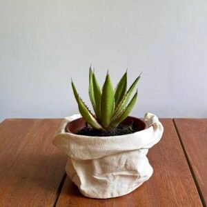 Agave Quadricolor (Agave lophantha quadricolor)