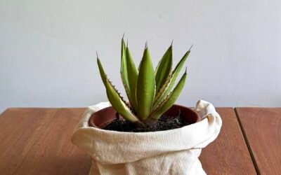 Agave Quadricolor (Agave lophantha quadricolor)