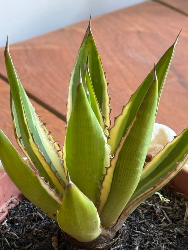 Agave Quadricolor (Agave lophantha quadricolor) - Imagem 3