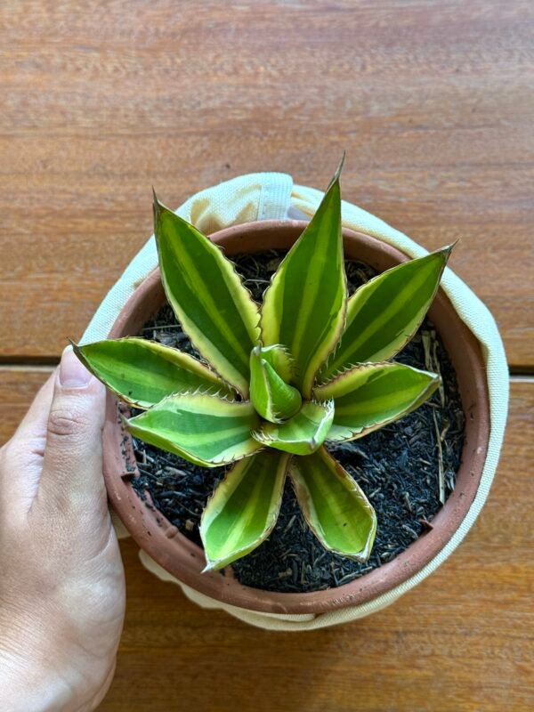 Agave Quadricolor (Agave lophantha quadricolor) - Imagem 2