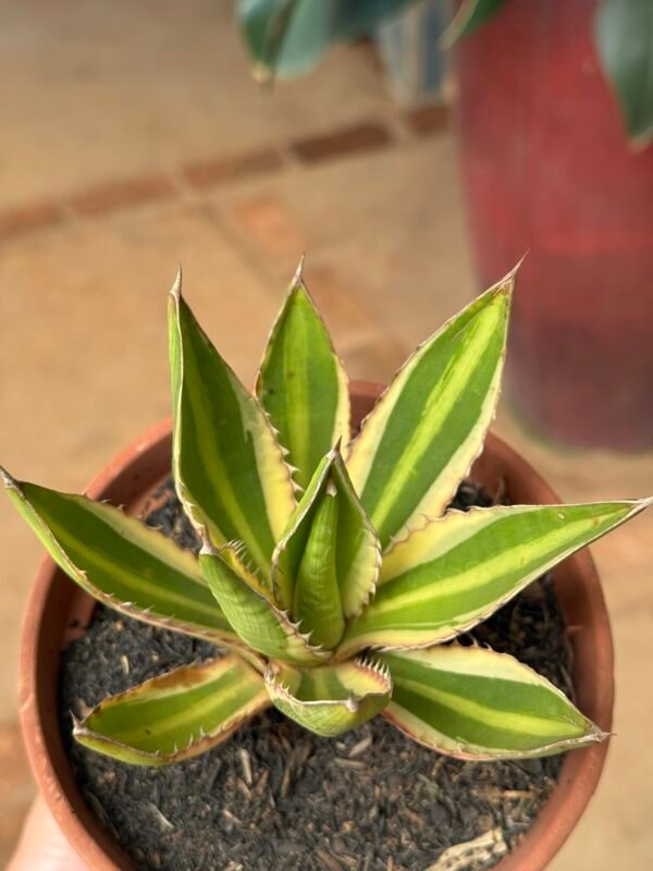 Agave Quadricolor (Agave lophantha quadricolor) - Imagem 4