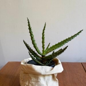 Aloe do Zimbábue (Aloe excelsa)