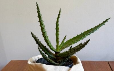 Aloe do Zimbábue (Aloe excelsa)