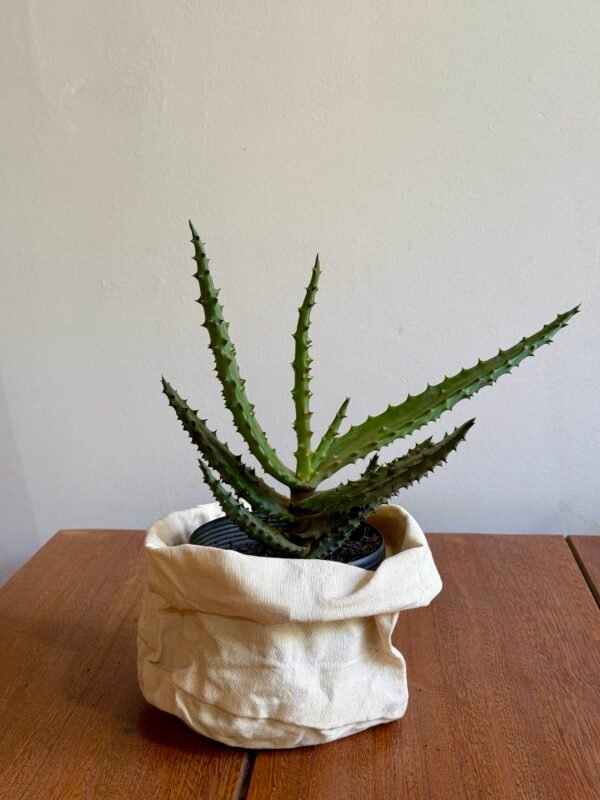 Aloe do Zimbábue (Aloe excelsa)