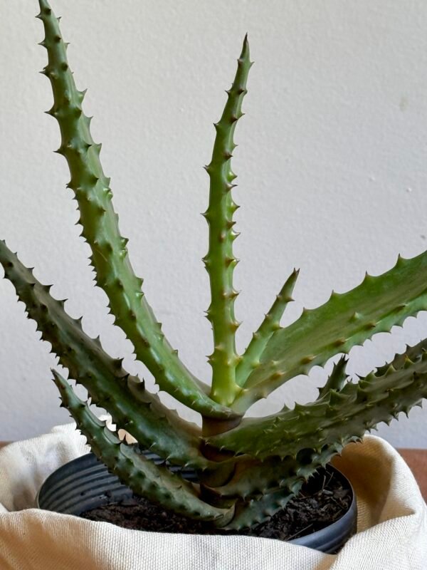 Aloe do Zimbábue (Aloe excelsa) - Imagem 2
