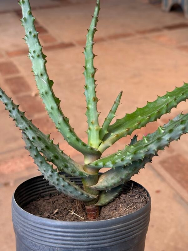 Aloe do Zimbábue (Aloe excelsa) - Imagem 3