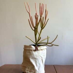 Aveloz Palito de Fogo (Euphorbia tirucalli)
