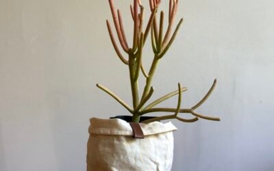 Aveloz Palito de Fogo (Euphorbia tirucalli)