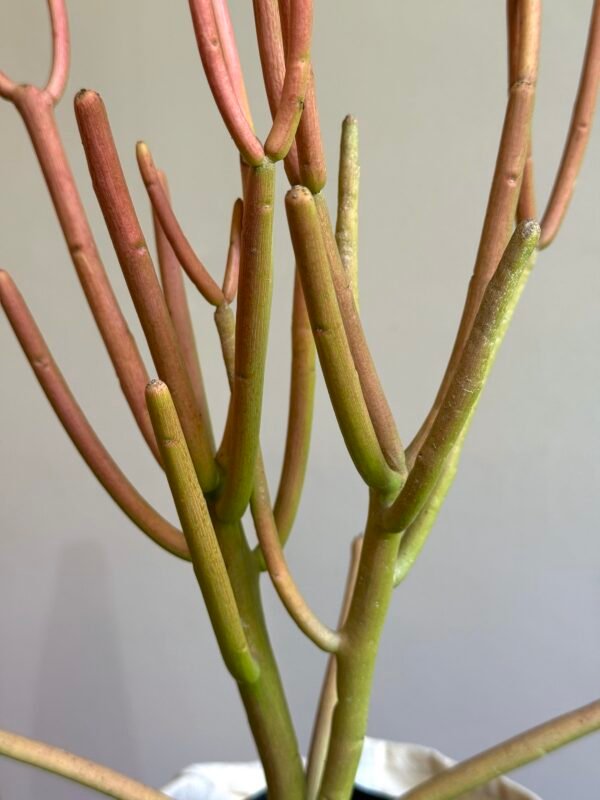 Aveloz Palito de Fogo (Euphorbia tirucalli) - Imagem 3