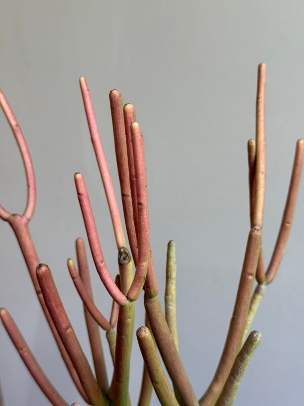 Aveloz Palito de Fogo (Euphorbia tirucalli) - Imagem 2