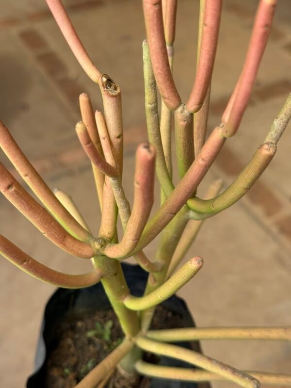 Aveloz Palito de Fogo (Euphorbia tirucalli) - Imagem 4