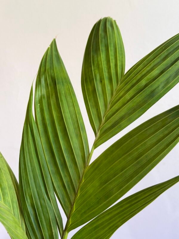 Palmeira Pinanga (Pinanga Coronata) - Imagem 4
