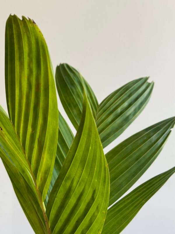 Palmeira Pinanga (Pinanga Coronata) - Imagem 3