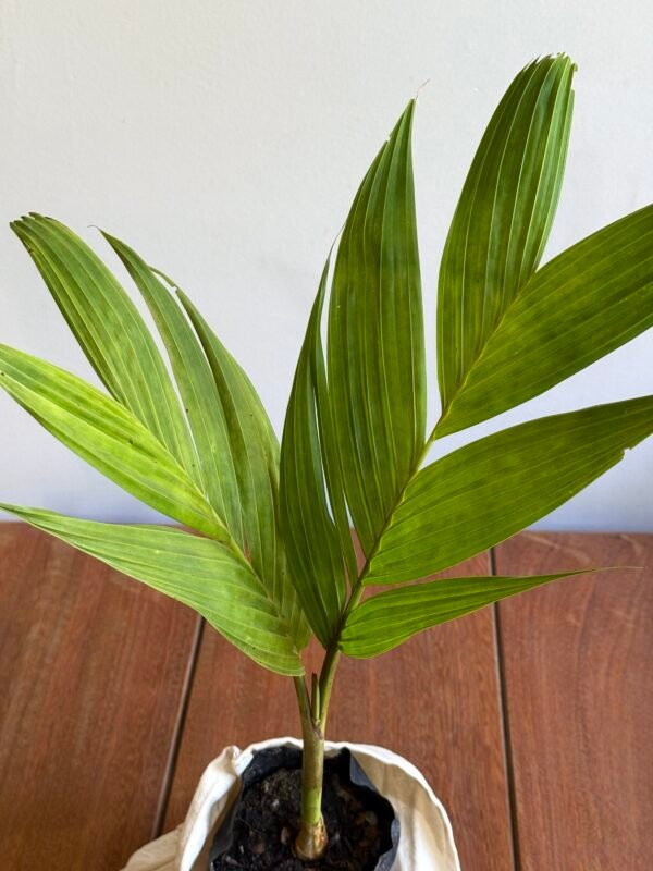 Palmeira Pinanga (Pinanga Coronata) - Imagem 2