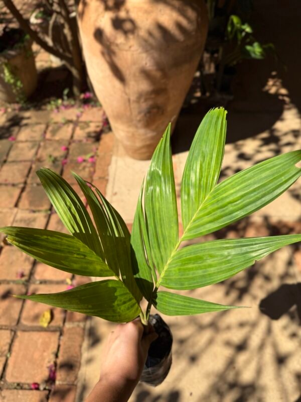 Palmeira Pinanga (Pinanga Coronata) - Imagem 5