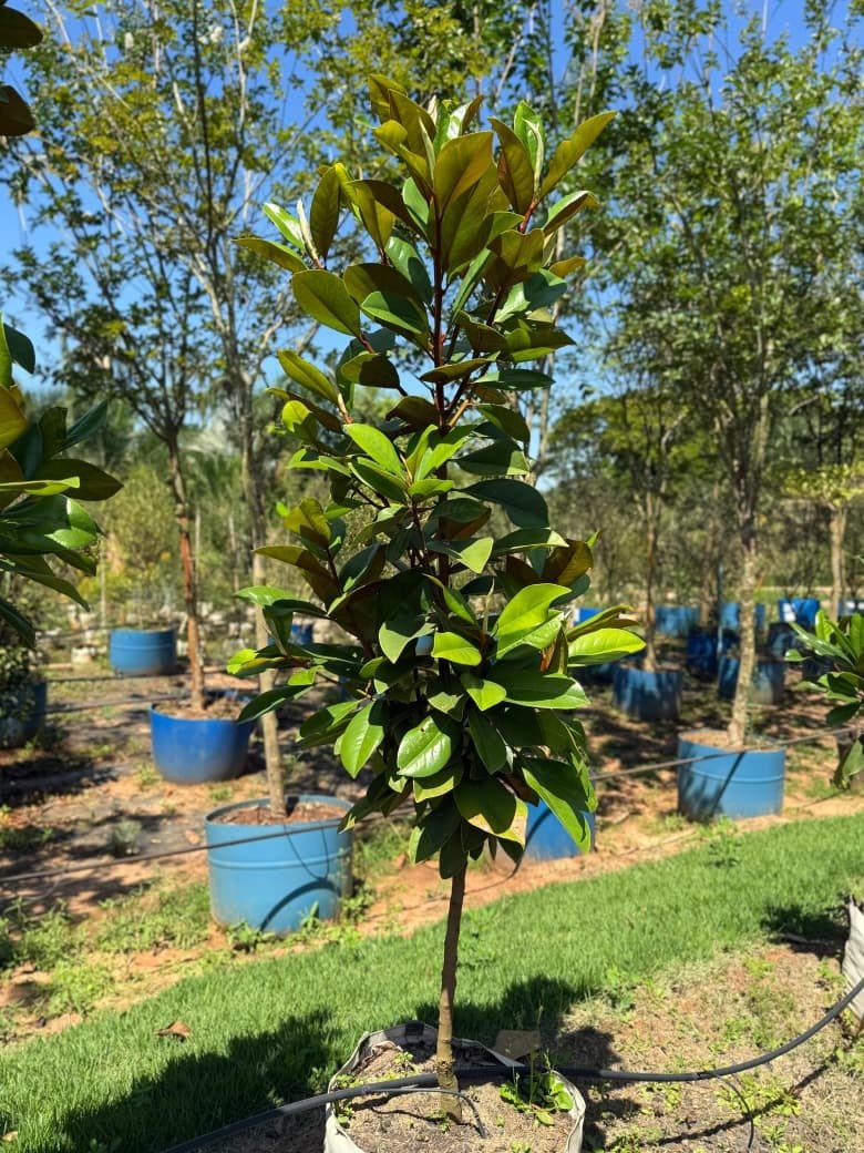 Magnólia Branca Rara Especial GRANDE (Magnolia grandiflora) - Imagem 2