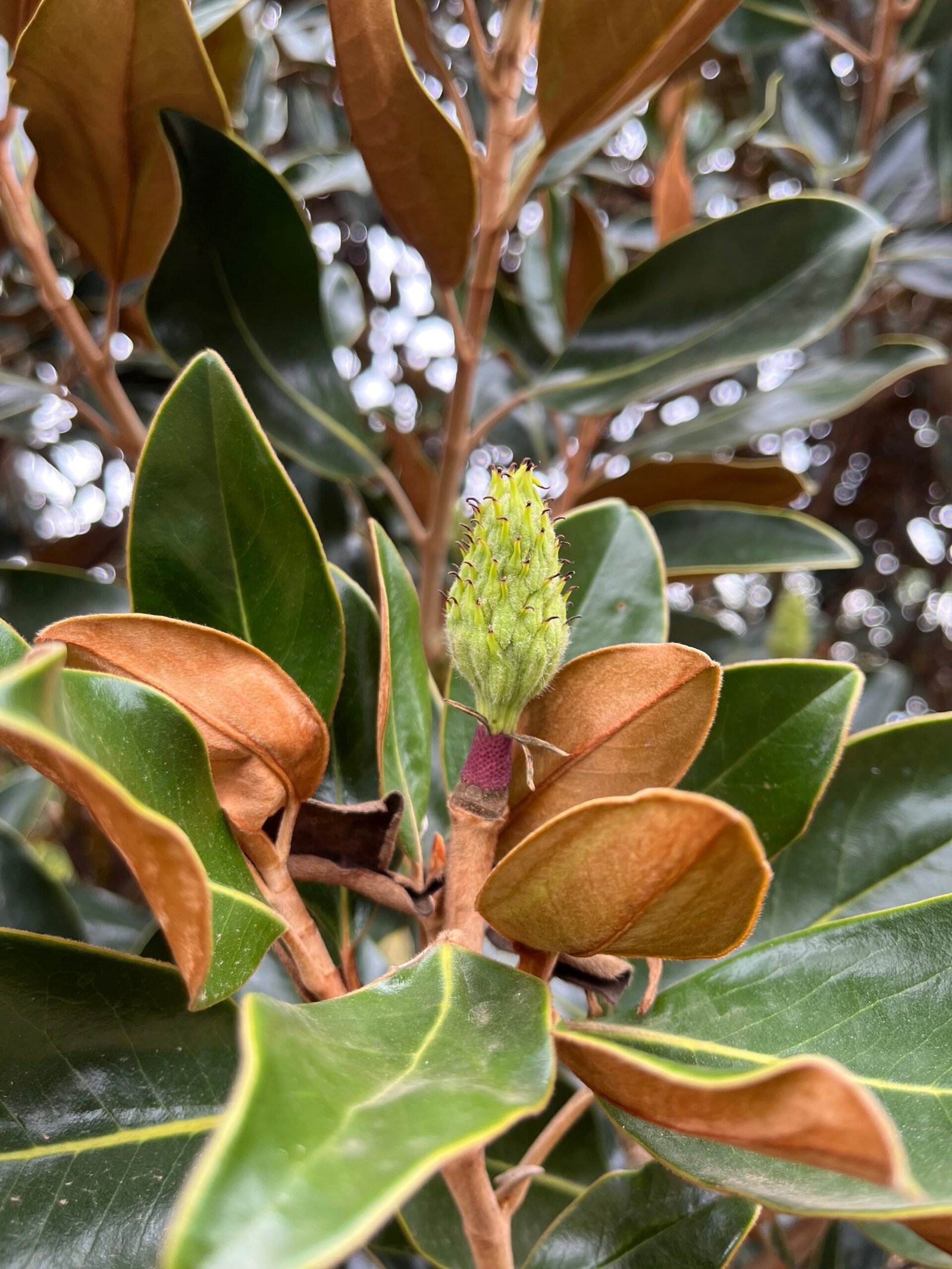 Magnólia Branca Rara Especial GRANDE (Magnolia grandiflora) - Imagem 4