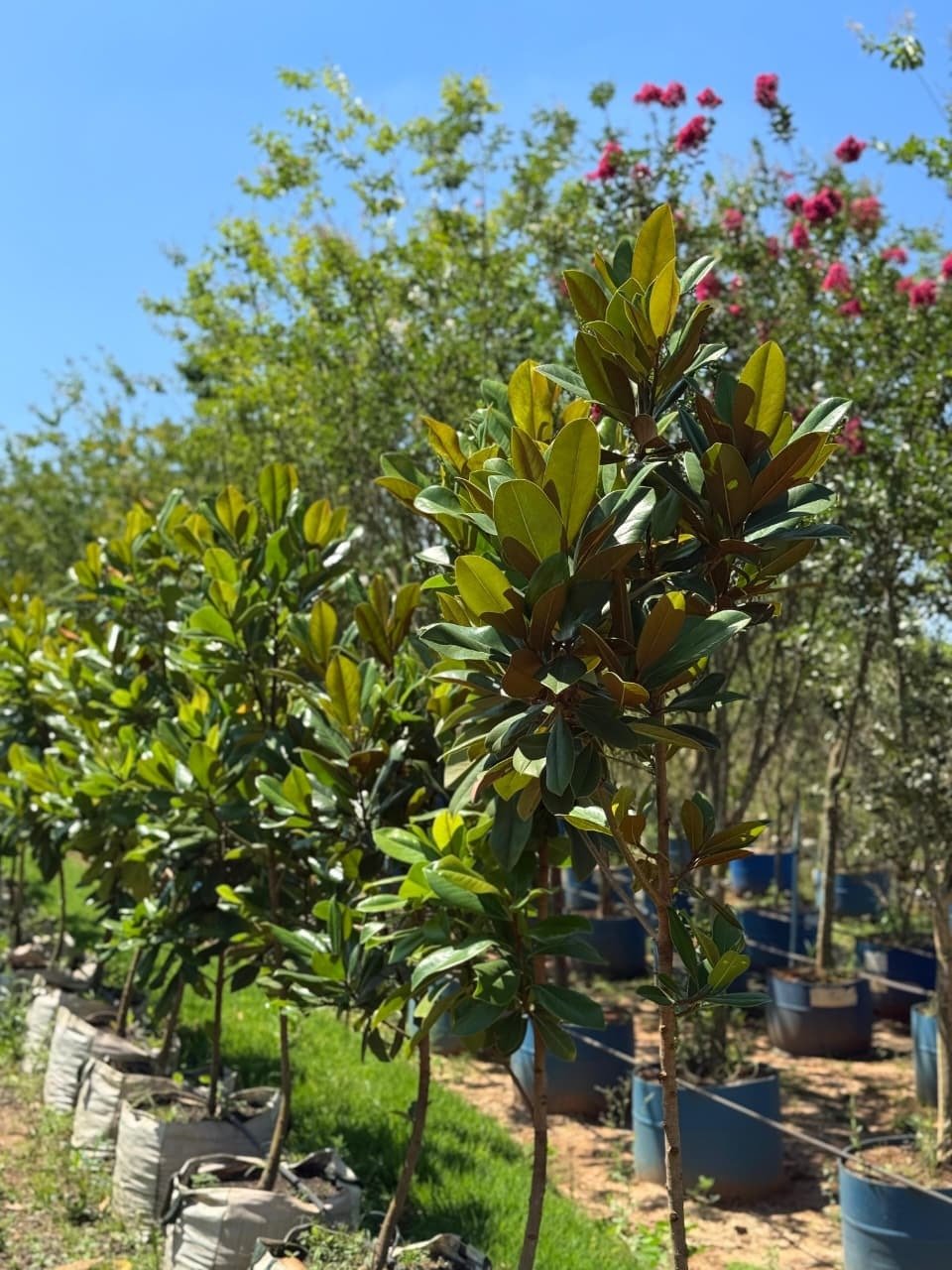 Magnólia Branca Rara Especial GRANDE (Magnolia grandiflora) - Imagem 3