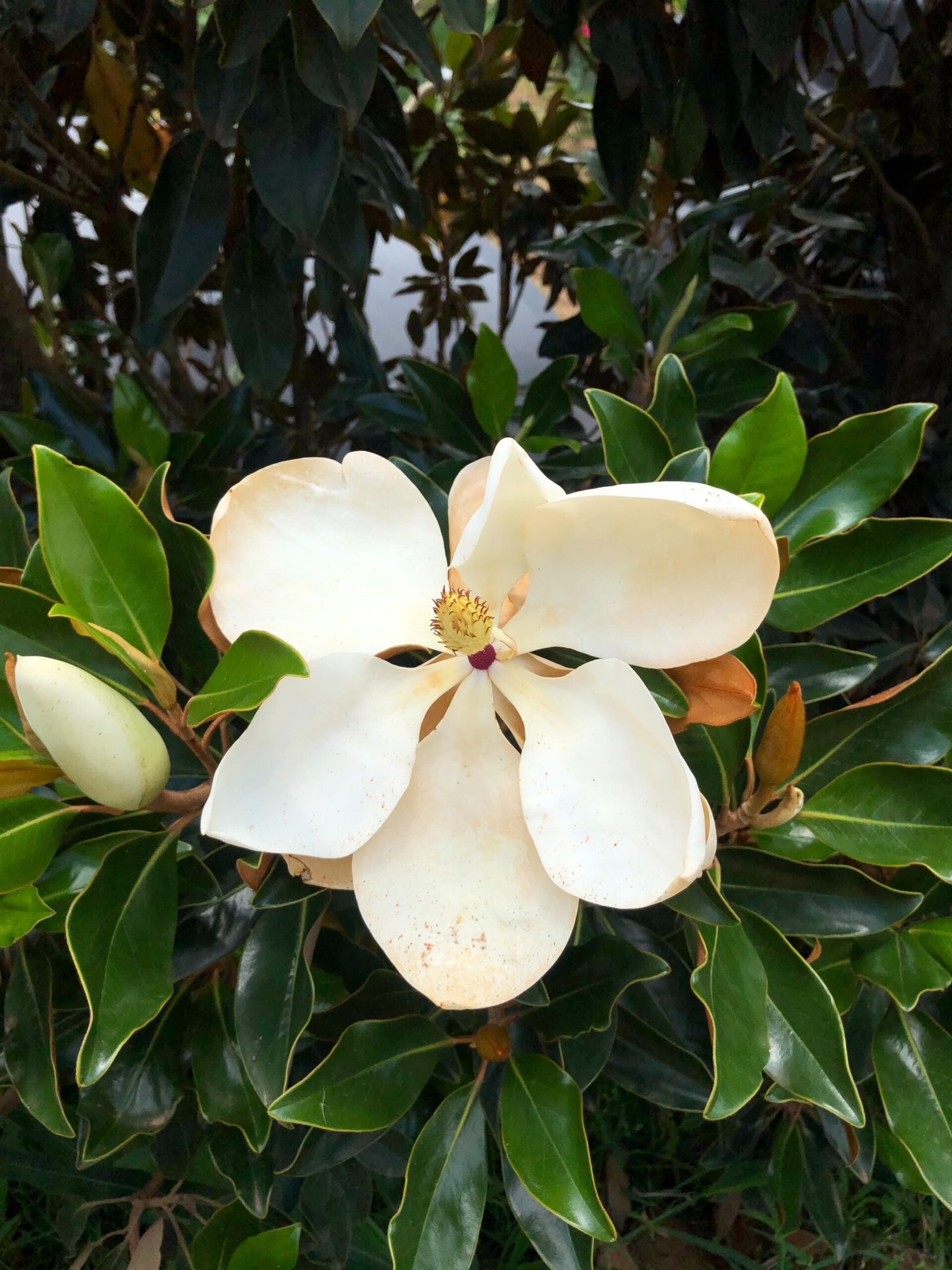 Magnólia Branca Rara Especial GRANDE (Magnolia grandiflora) - Imagem 5