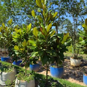 Magnólia Branca Rara Especial GRANDE (Magnolia grandiflora)