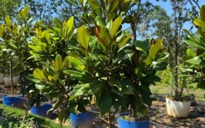 Magnólia Branca Rara Especial GRANDE (Magnolia grandiflora)