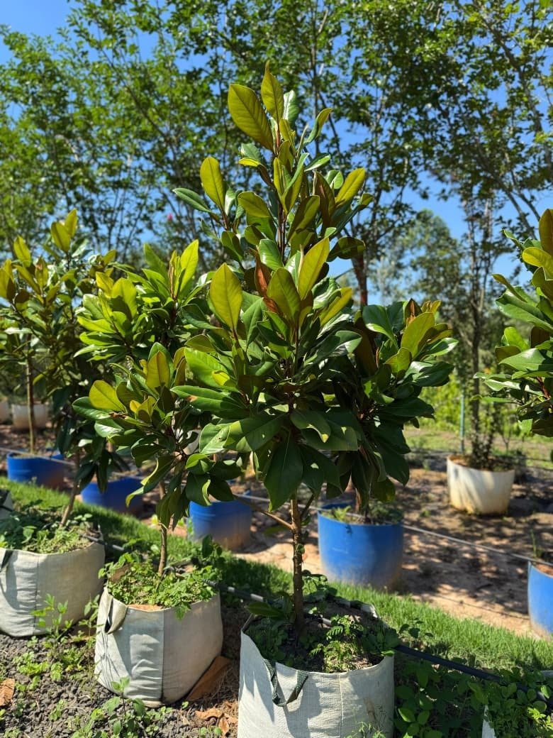 Magnólia Branca Rara Especial GRANDE (Magnolia grandiflora)