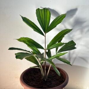Palmeira Formosa (Arenga Engleri)