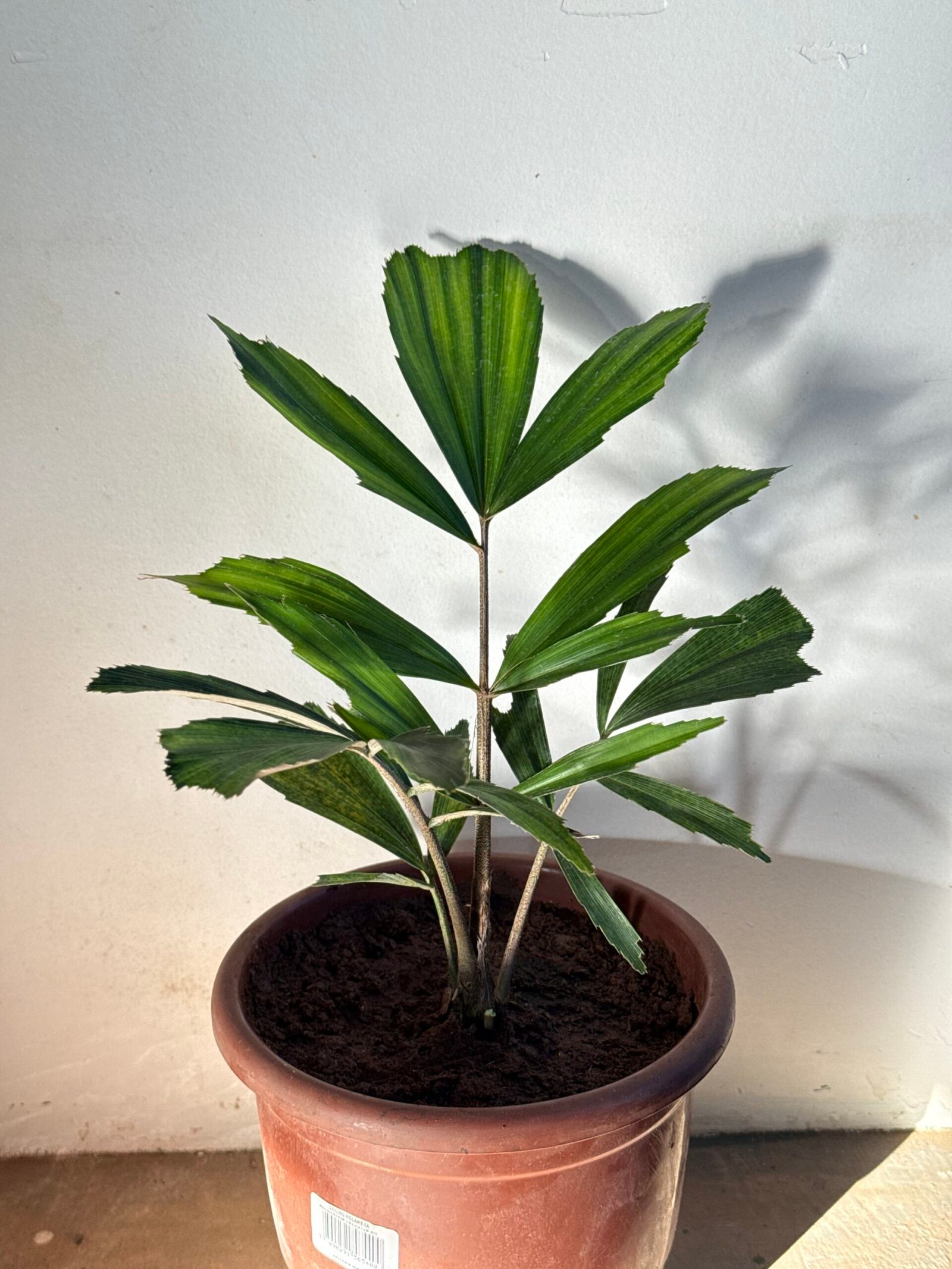 Palmeira Formosa (Arenga Engleri)
