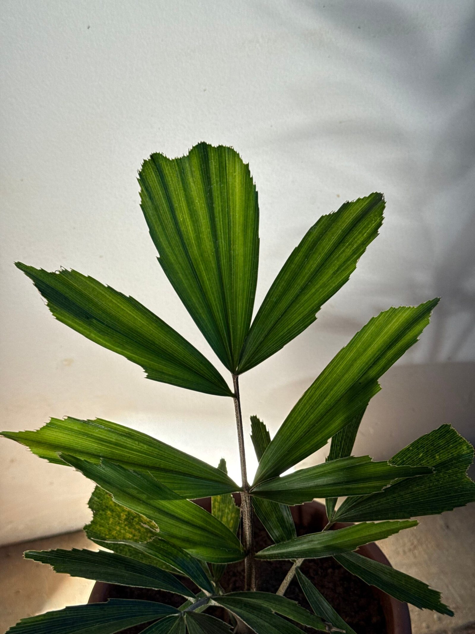 Palmeira Formosa (Arenga Engleri) - Imagem 3